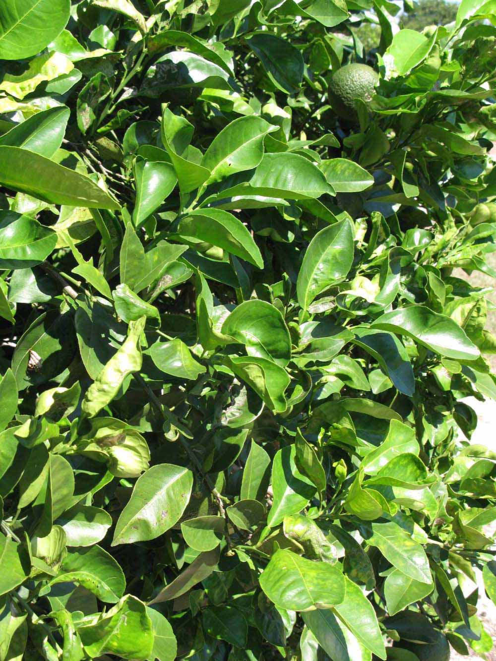              Sun leaves (Winter Haven, FL)       